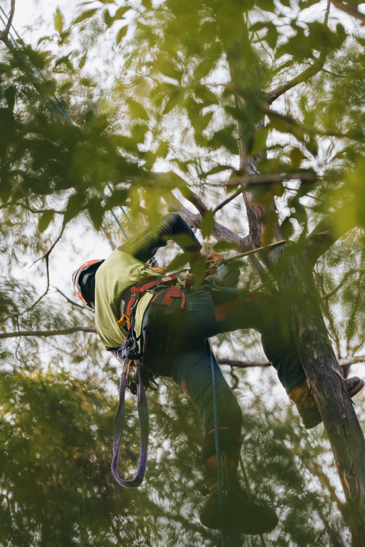 GC Tree Solutions project still